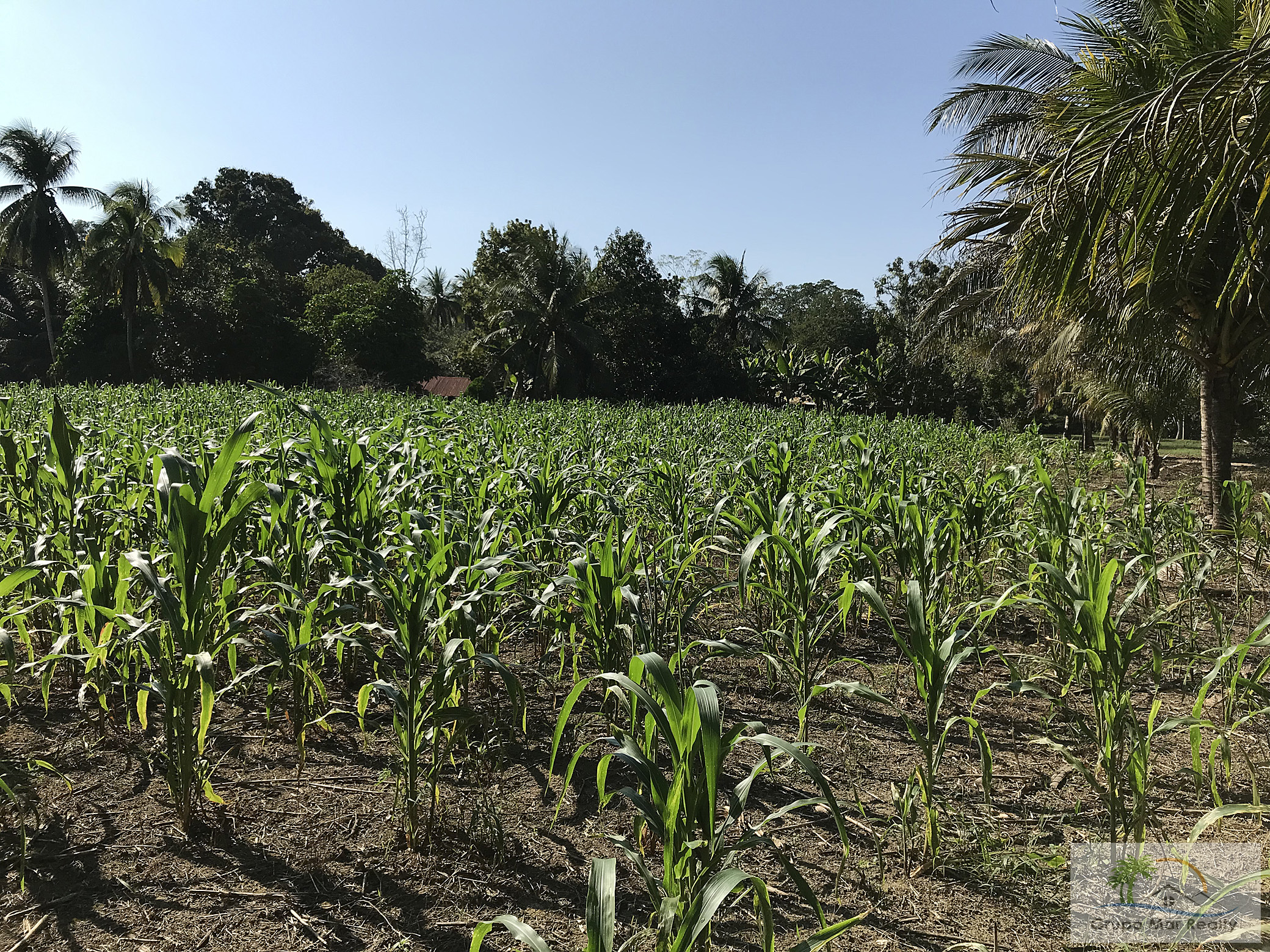Corn field Belize