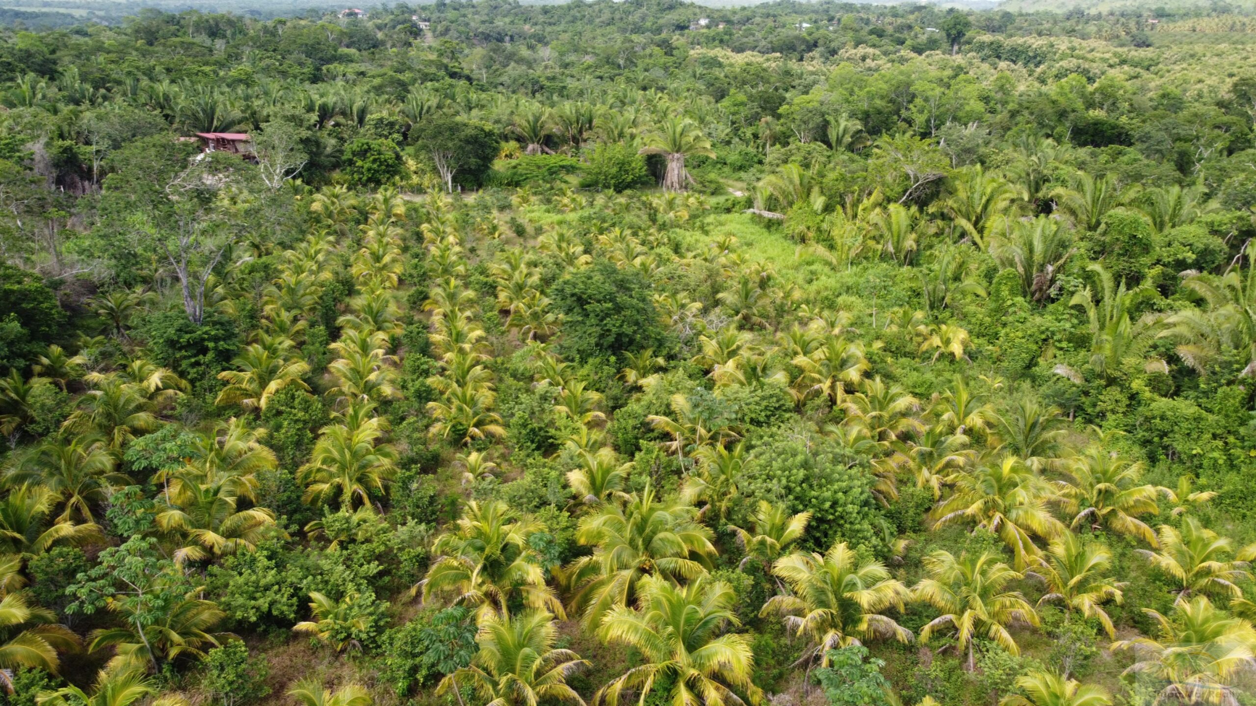 Belize 4.3 Acres Coconut Farm Grupo Mar Realty
